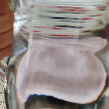 Hamidiye Suyun İçinden Çıkan Sinek...