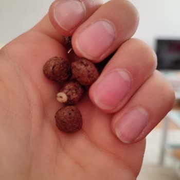 Kellogg's Cocopops Fan Kurt Çıktı