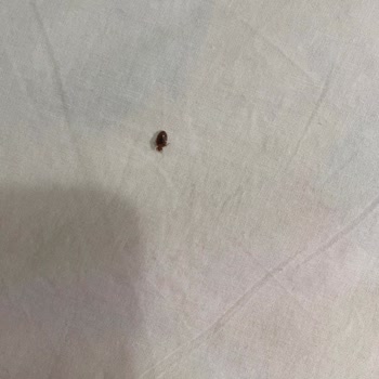 Blue Topas Otel Tahtakurusu Olan Otel