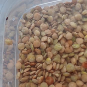 Miss Marketim Böceklenmiş Yeşil Mercimek