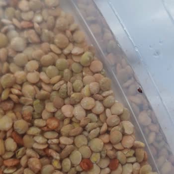 Miss Marketim Böceklenmiş Yeşil Mercimek