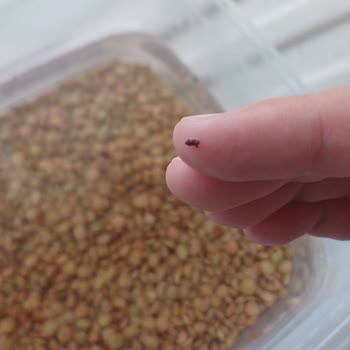 Miss Marketim Böceklenmiş Yeşil Mercimek