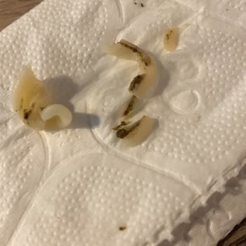 Bizden Gıda Bizden Makarnada Siyahlık