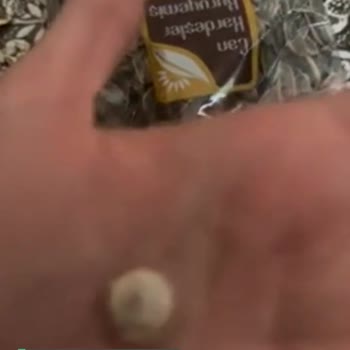 Can Kardeşler Kuruyemiş Çiğdemden Çıkan Salyangoz