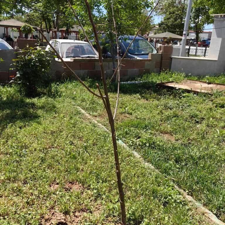 Nisasu Fidancılık ve Peyzaj Nisasu Fidancılık Gururla Sunar