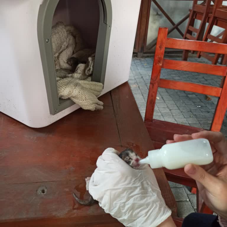 İBB - İstanbul Büyükşehir Belediyesi Annesiz Yeni Doğan Kediler İçin Acil Hayvan Barınağı Ve Bakım!