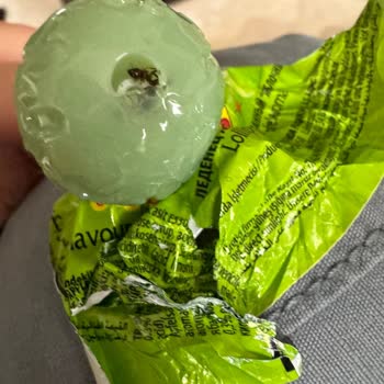 Toybox Oyuncaklı Şeker Karıncalı