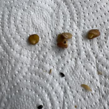 Tarım Kredi Kooperatif Market Tarım Kredi Kooperatifinde Satılan Yeşil Mercimekte Böcek Çıkıyor