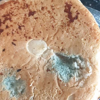 UNO Gurme Marka Hamburger Ekmeği Küflü Çıktı