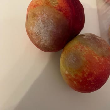 Yemeksepeti Aldığımız Sebze Ve Meyveler Çürük Çıktı