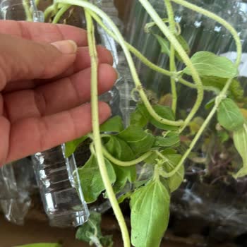 E-Fidancım Sebze Fidesi, Blueberry, Mısır, Ayçiçeği, Roka Fideleri