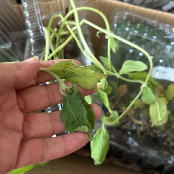 E-Fidancım Sebze Fidesi, Blueberry, Mısır, Ayçiçeği, Roka Fideleri