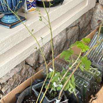 E-Fidancım Sebze Fidesi, Blueberry, Mısır, Ayçiçeği, Roka Fideleri