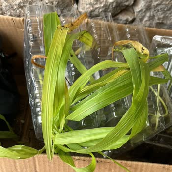 E-Fidancım Sebze Fidesi, Blueberry, Mısır, Ayçiçeği, Roka Fideleri