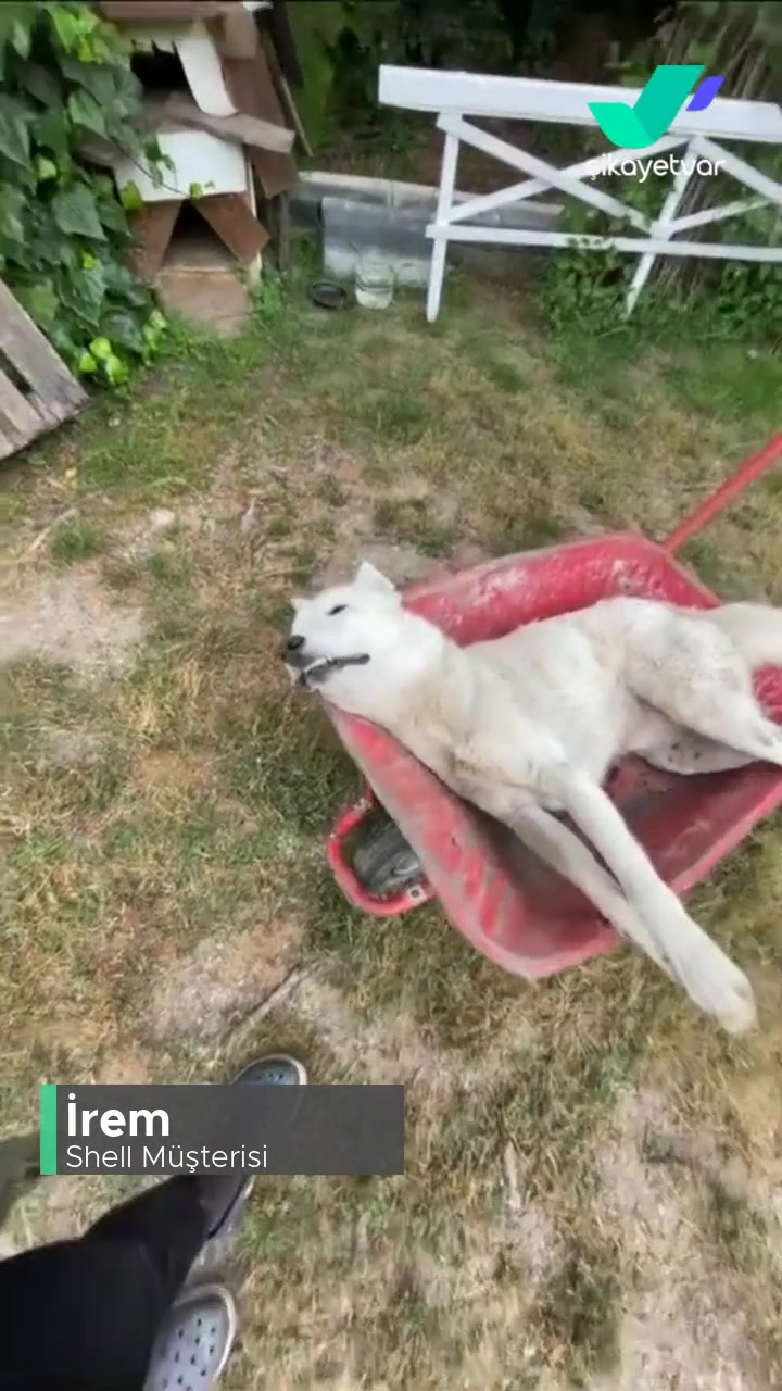 Shell'de Hayvana Saygı Sevgi Yok! videonun kapak resmi