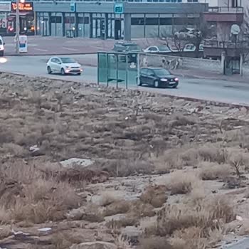 Konya Büyükşehir Belediyesi Başıboş Kopekler Ve Yeşil Alan Park Sorunu