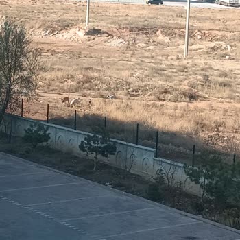 Konya Büyükşehir Belediyesi Başıboş Kopekler Ve Yeşil Alan Park Sorunu