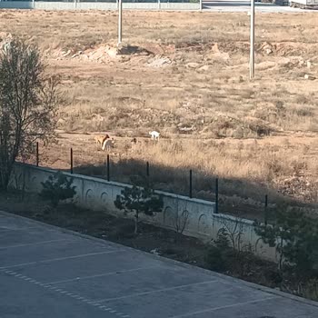 Konya Büyükşehir Belediyesi Başıboş Kopekler Ve Yeşil Alan Park Sorunu