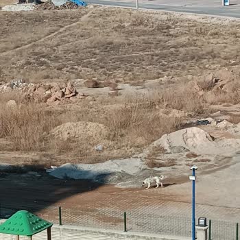 Konya Büyükşehir Belediyesi Başıboş Kopekler Ve Yeşil Alan Park Sorunu