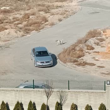 Konya Büyükşehir Belediyesi Başıboş Kopekler Ve Yeşil Alan Park Sorunu