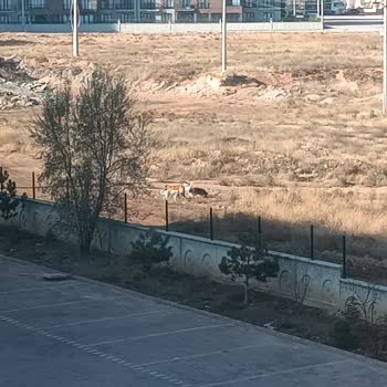 Konya Büyükşehir Belediyesi Başıboş Kopekler Ve Yeşil Alan Park Sorunu