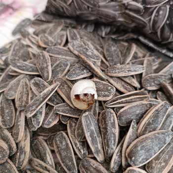 Çerezya Paketinde Çekirdek Yerine Sümüklü Böcek Lezzeti Buradan!