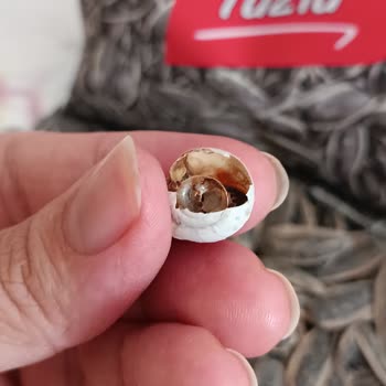 Çerezya Paketinde Çekirdek Yerine Sümüklü Böcek Lezzeti Buradan!