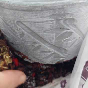 Çiçek Sepeti Ayıplı Ürün Ve Kötü Bayi