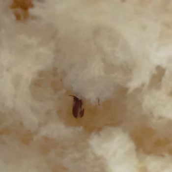 Biçen Marketin Poğaçasının İçinden Hamam Böceği Çıktı