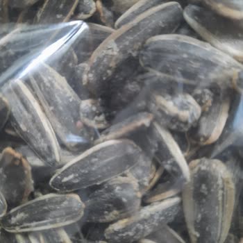 Simbat Kuruyemiş Çekirdekten Yabancı Madde Çıktı