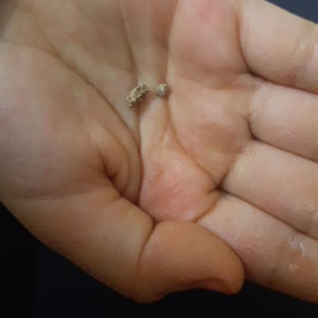 Altınyıldız Bulgur Koku Ve Taşlı