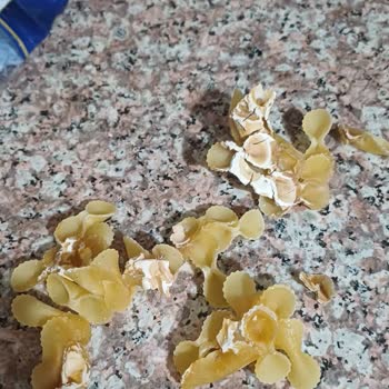 Nuh'un Ankara Makarnası Ankara Marka Makarnada Yabancı Cisim Şikayeti