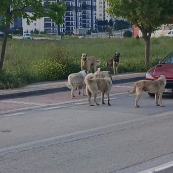 TOKİ Hasanağa Köpekler Toplatılsın