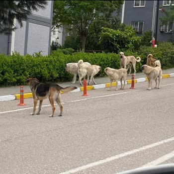 TOKİ Hasanağa Köpekler Toplatılsın