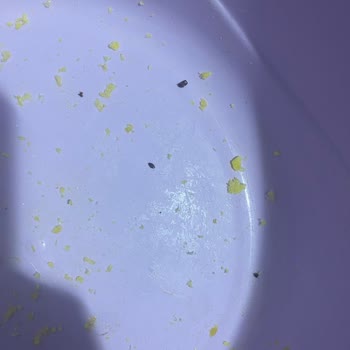 Çerezza Cips İçinden Fare Dışkısı Çıktı