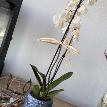 Çiçek Sepeti Çiğli-İzmir Şubesinden Alışveriş Yaptım Ve Şikayetim Var