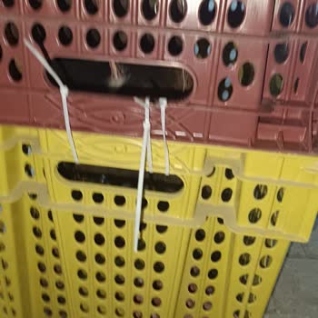 Metro Turizm Köpeğin Bir Eşya Gibi Taşınması Ve Yol Kenarına Bırakılması
