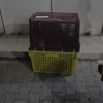 Metro Turizm Köpeğin Bir Eşya Gibi Taşınması Ve Yol Kenarına Bırakılması