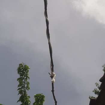 Özyurt Fidancılık Üzüm Asması Kurumuş Halde Gönderildi.