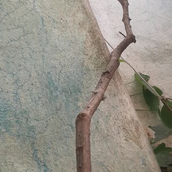 Özyurt Fidancılık Üzüm Asması Kurumuş Halde Gönderildi.