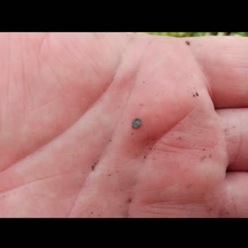 Sakata Tohum Bozuk Domates Tohumu