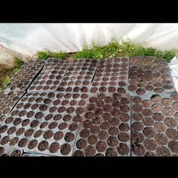 Sakata Tohum Bozuk Domates Tohumu