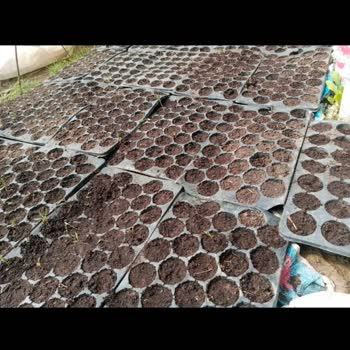 Sakata Tohum Bozuk Domates Tohumu