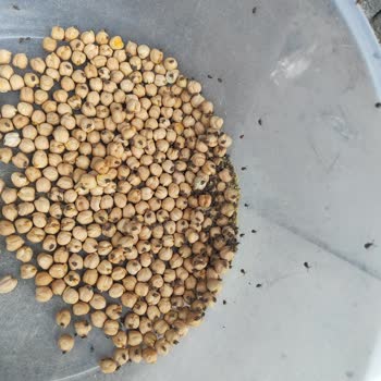 Yayla Bakliyat Nohuttan Çıkan Böcek