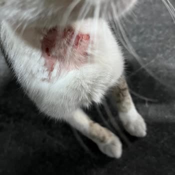 Esenyurt Belediyesi Yaralı Hamile Bir Kediye Bakamıyor