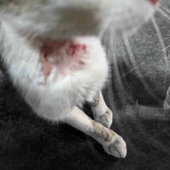 Esenyurt Belediyesi Yaralı Hamile Bir Kediye Bakamıyor