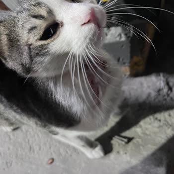 Esenyurt Belediyesi Yaralı Hamile Bir Kediye Bakamıyor