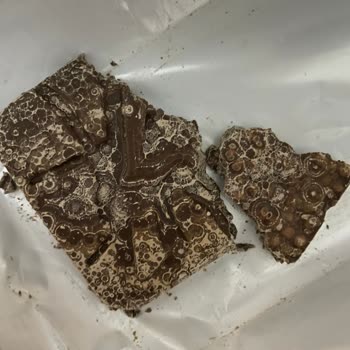 Ülker Alpella Çikolata Şikayet