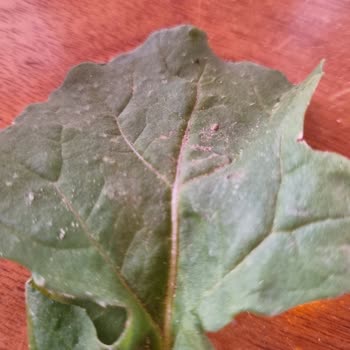 6:45 Kaybedenler Kulübü Tunus 6:45 'de Soğuk Yemek, Topraklı Roka, Kötü Servis Üçlemesi