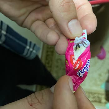 Kent Şekerleri Kent Şekerin İçindeki Böcek